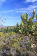 Image de Leucadendron laureolum (Lam.) Fourc.