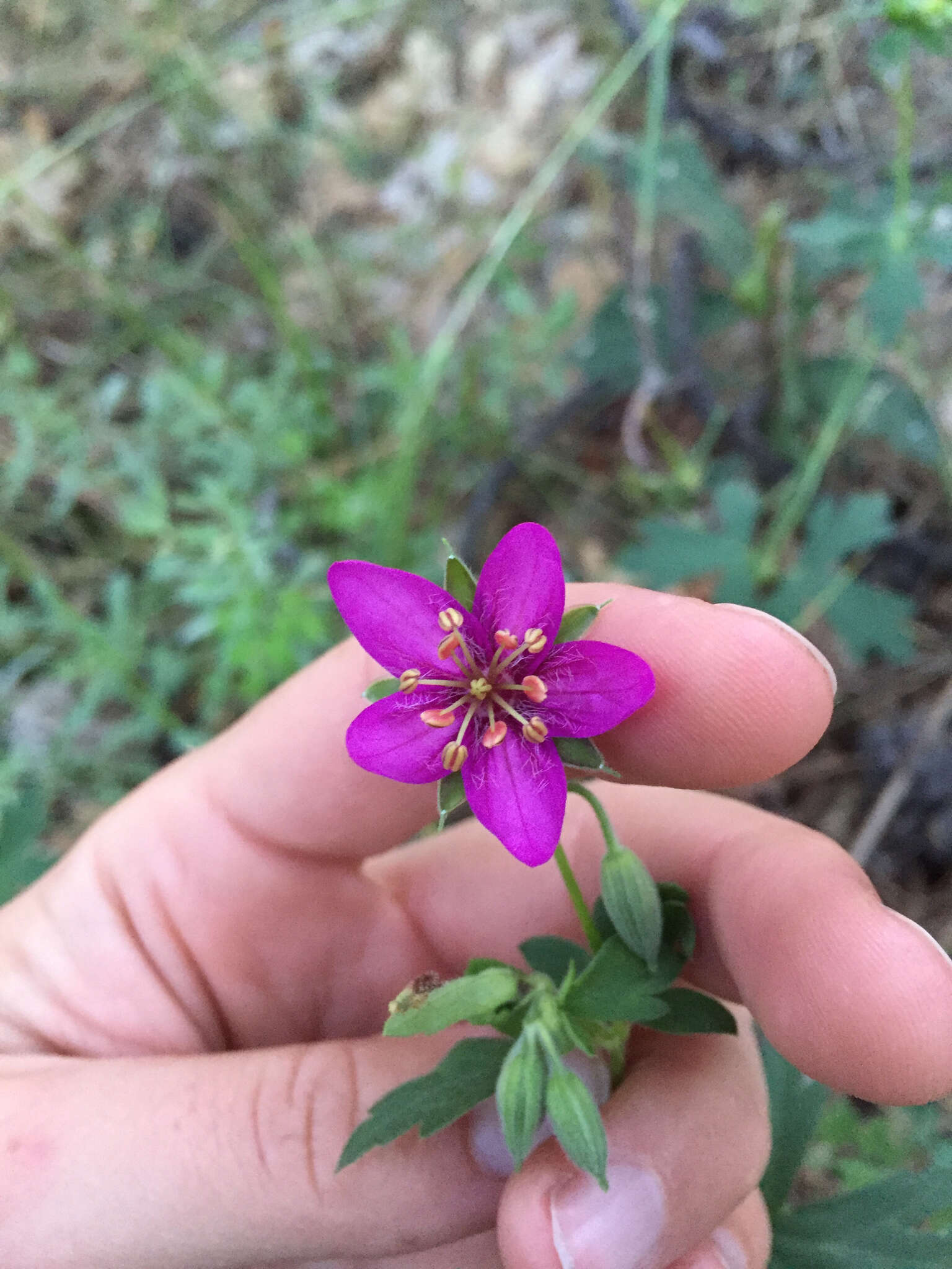 Image of pineywoods geranium