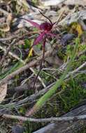 Imagem de Caladenia cruciformis D. L. Jones