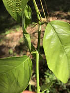 Passiflora ambigua Hemsl. ex Hook. fil. resmi