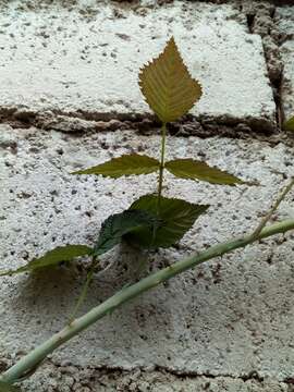 Image of Andes berry