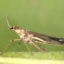 Image of Dictyopharoides tenuirostris Fowler 1900