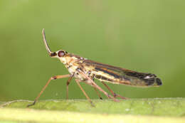 Image of Dictyopharoides tenuirostris Fowler 1900