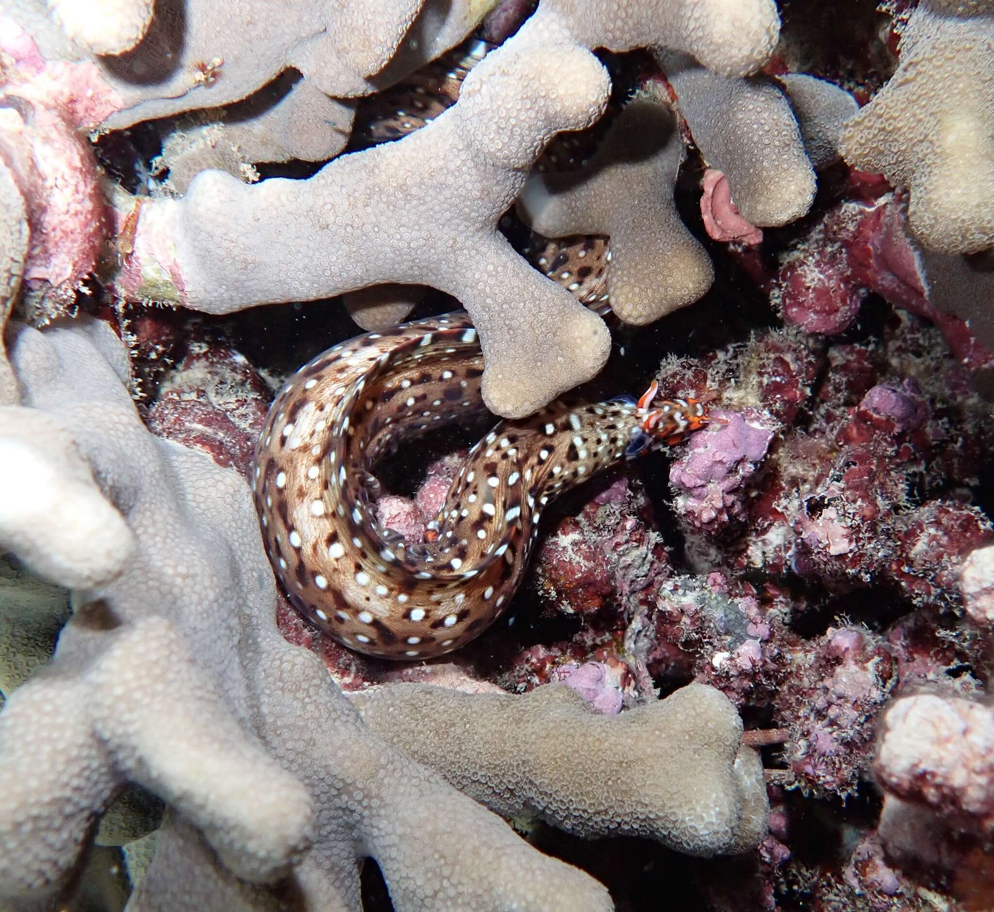 Image of Leopard moray eel