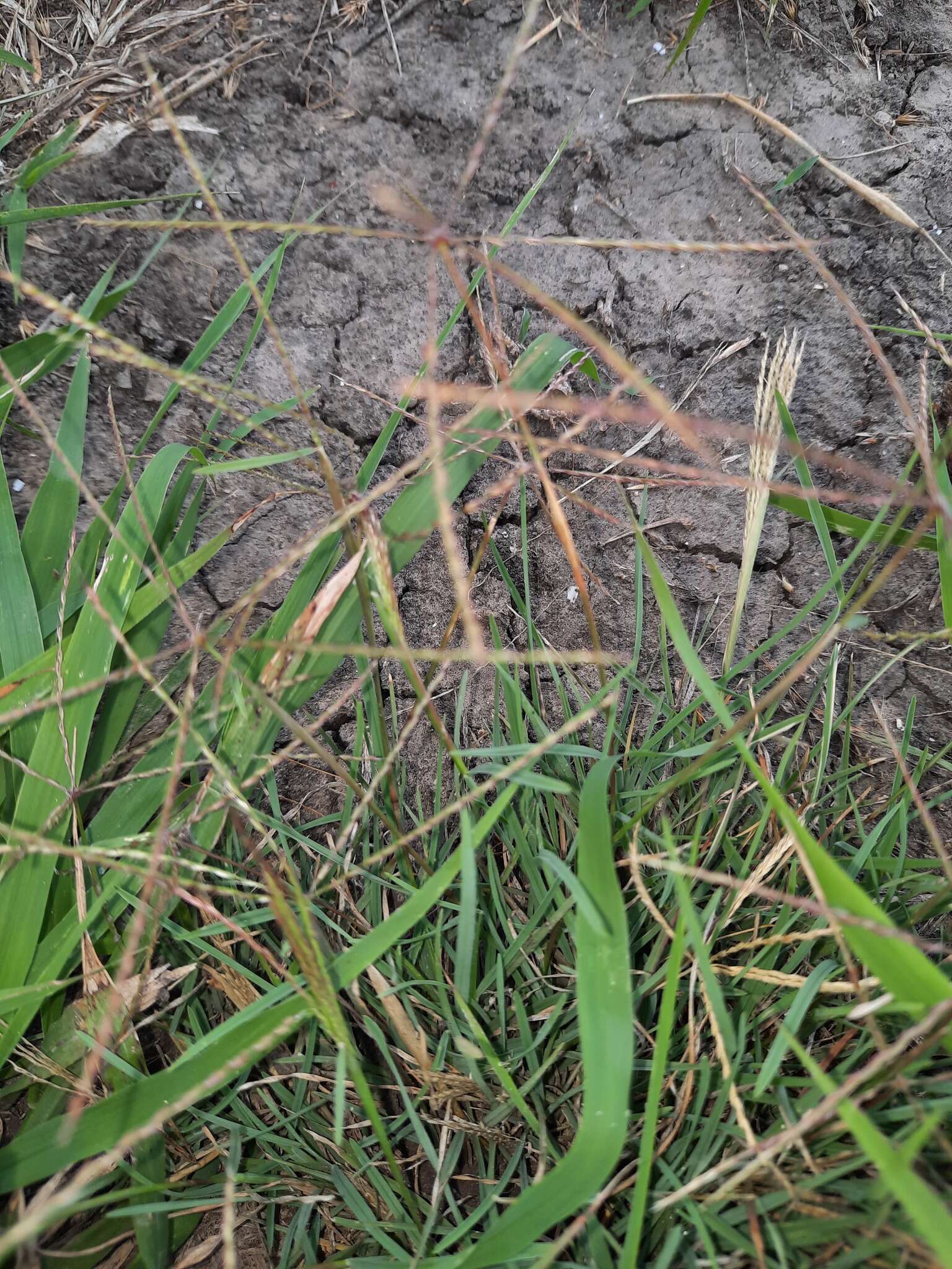 Plancia ëd Chloris andropogonoides E. Fourn.