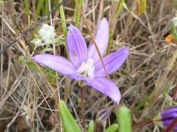 Image of dwarf brodiaea