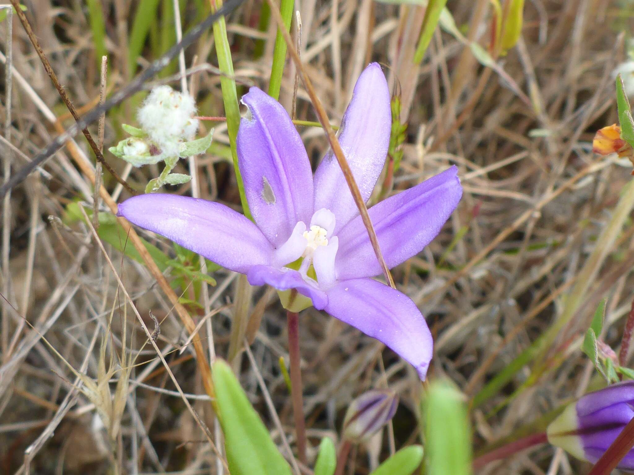 Image of dwarf brodiaea