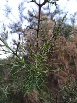 Imagem de Colletia spinosissima J. F. Gmel.