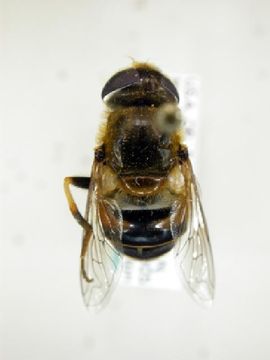 Image of <i>Eristalis interrupta</i> (Poda 1761)
