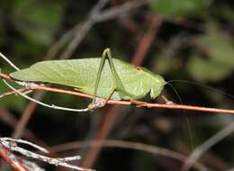 Image of California Angle-wing Katydid