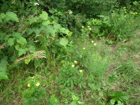 Image of Potentilla recta subsp. obscura (Willd.) Arcang.