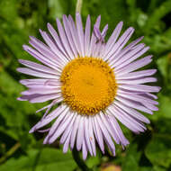 Image de Erigeron aliceae Howell