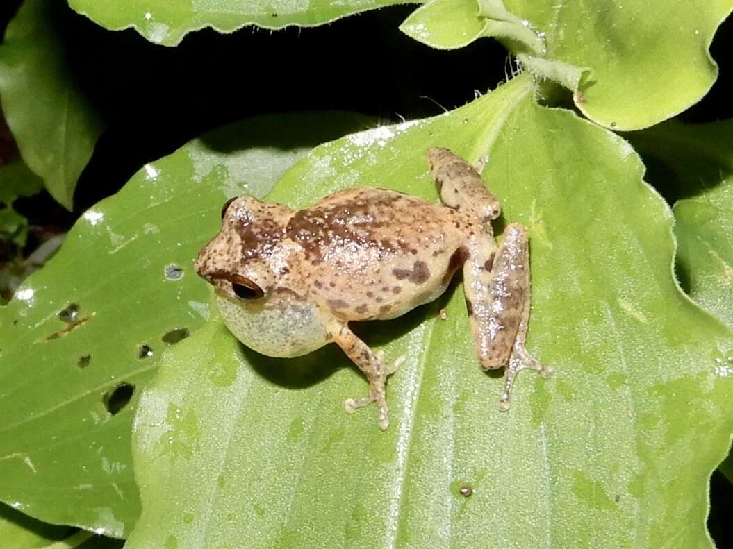 Image of Anil's Bush Frog