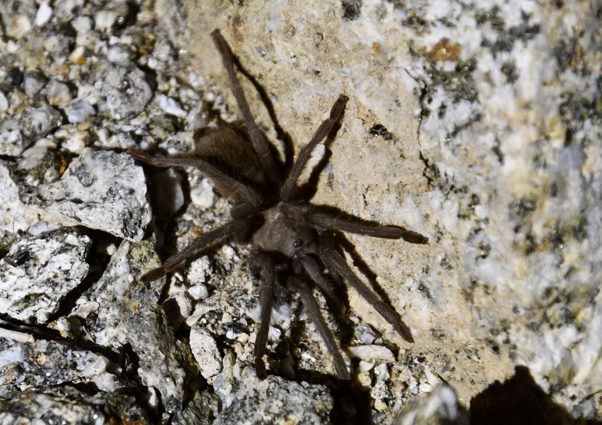 Image de Aphonopelma xwalxwal Hamilton 2016