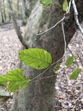 Image of planertree