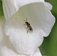 Image of Plebeia emerina (Friese 1900)