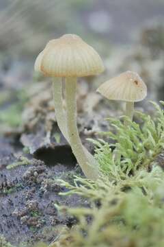 Image of Galerina stordalii A. H. Sm. 1964