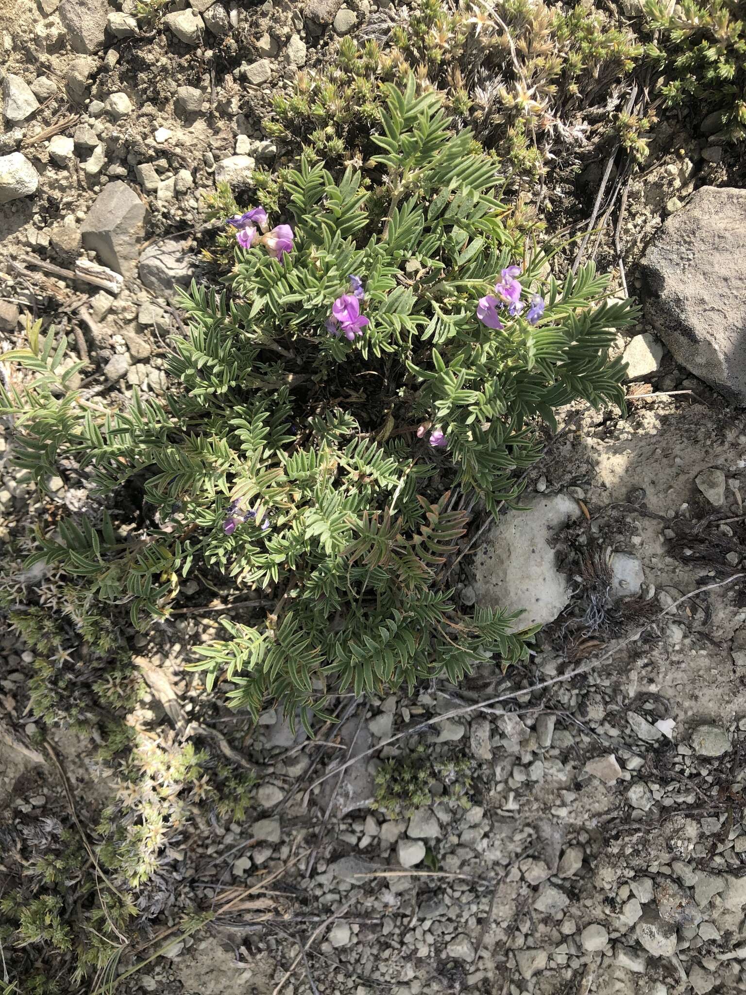 Imagem de Astragalus vexilliflexus Sheldon