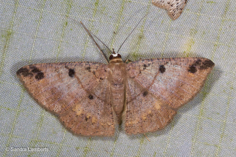 Plancia ëd Petelia delostigma Prout 1932