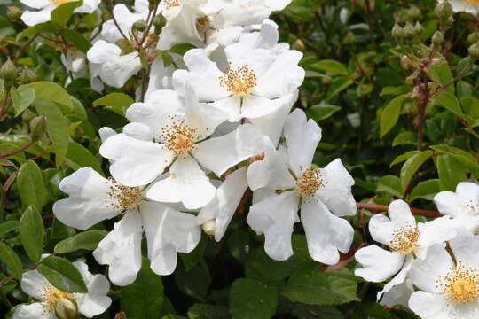 Image of evergreen rose