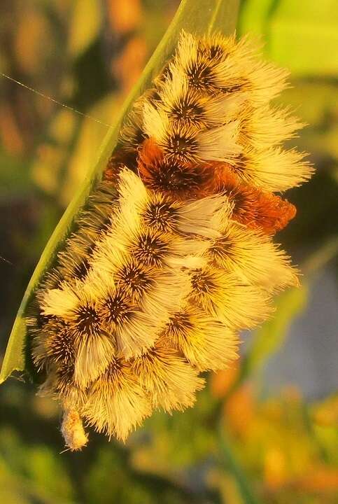 صورة Megalopyge defoliata Walker 1855