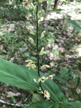 Sivun Alpinia conchigera Griff. kuva