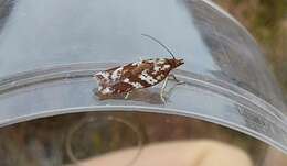 صورة Acleris hyemana Haworth 1811