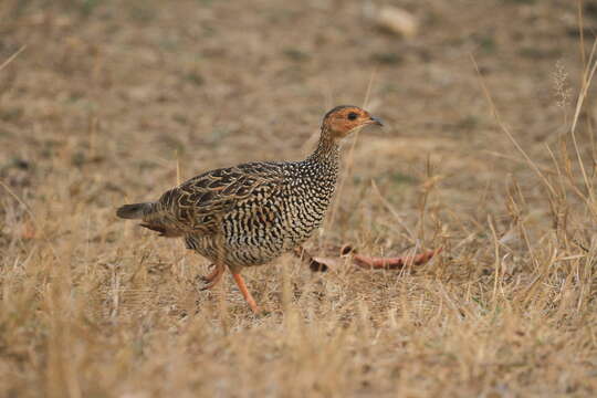 Image of Painted Francolin