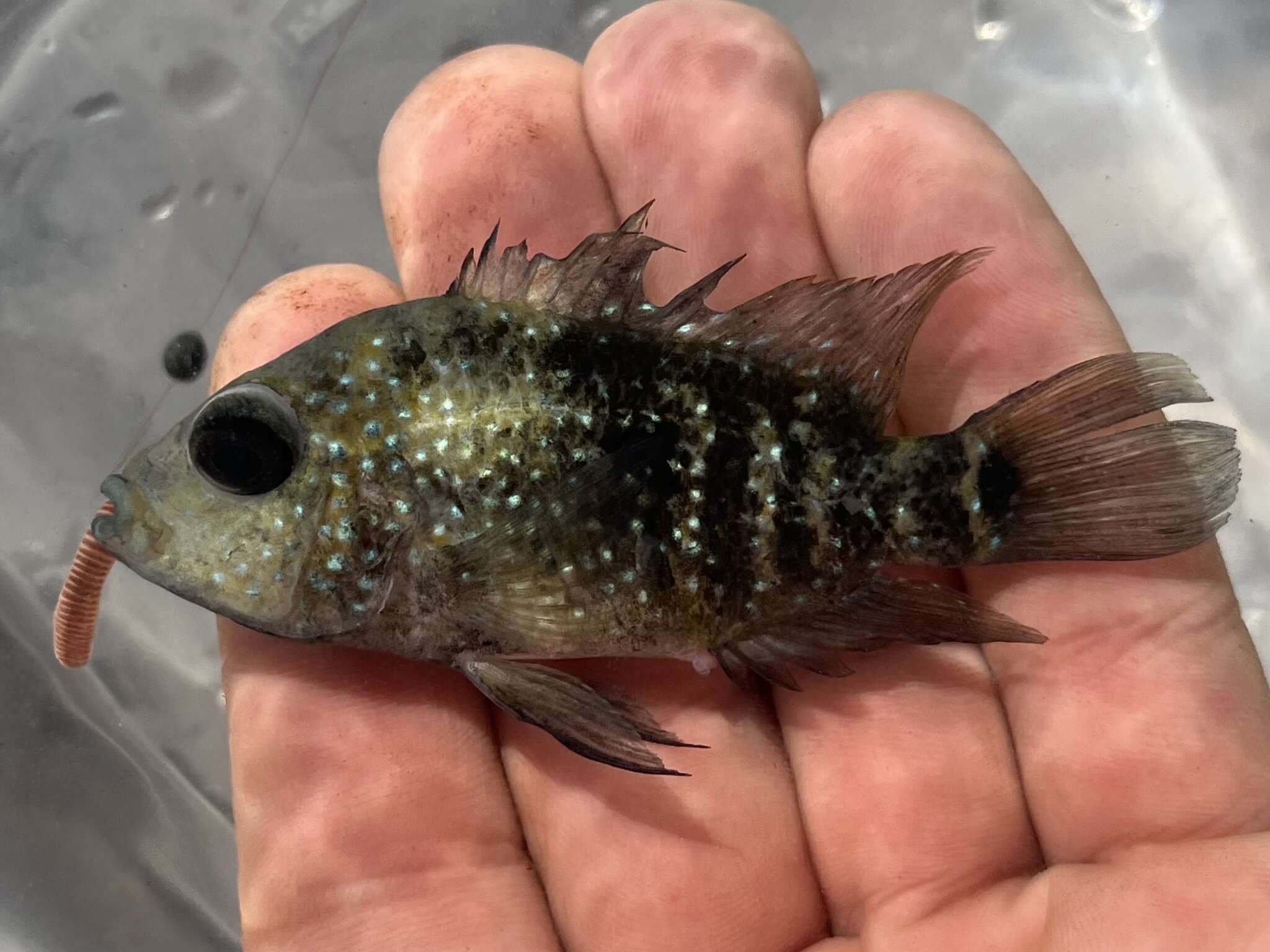 Image of Lowland cichlid