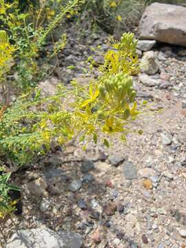 Image of Chiricahua Mountain Stinkweed