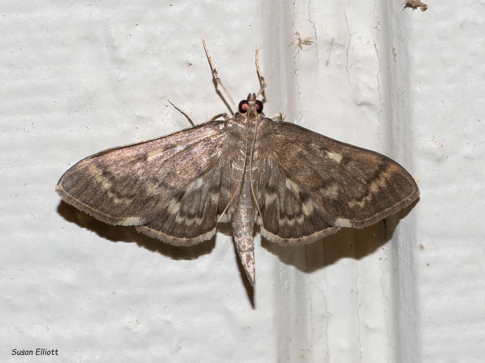 Image of Serpentine Webworm