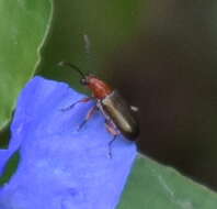 Image of Oulema (Hapsidolemoides) variabilis R. White 1993