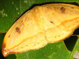 Image of <i>Callidrepana patrana</i>