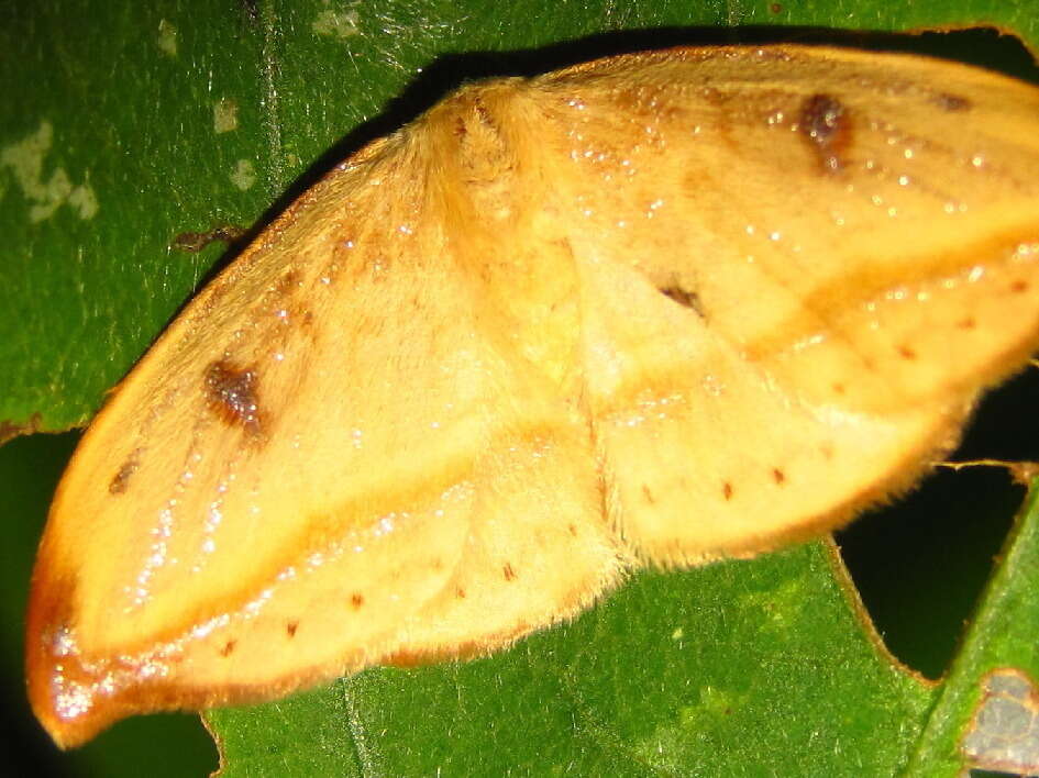 Image of <i>Callidrepana patrana</i>