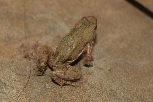 Image of Microhyla nilphamariensis Howlader, Nair, Gopalan & Merilä 2015