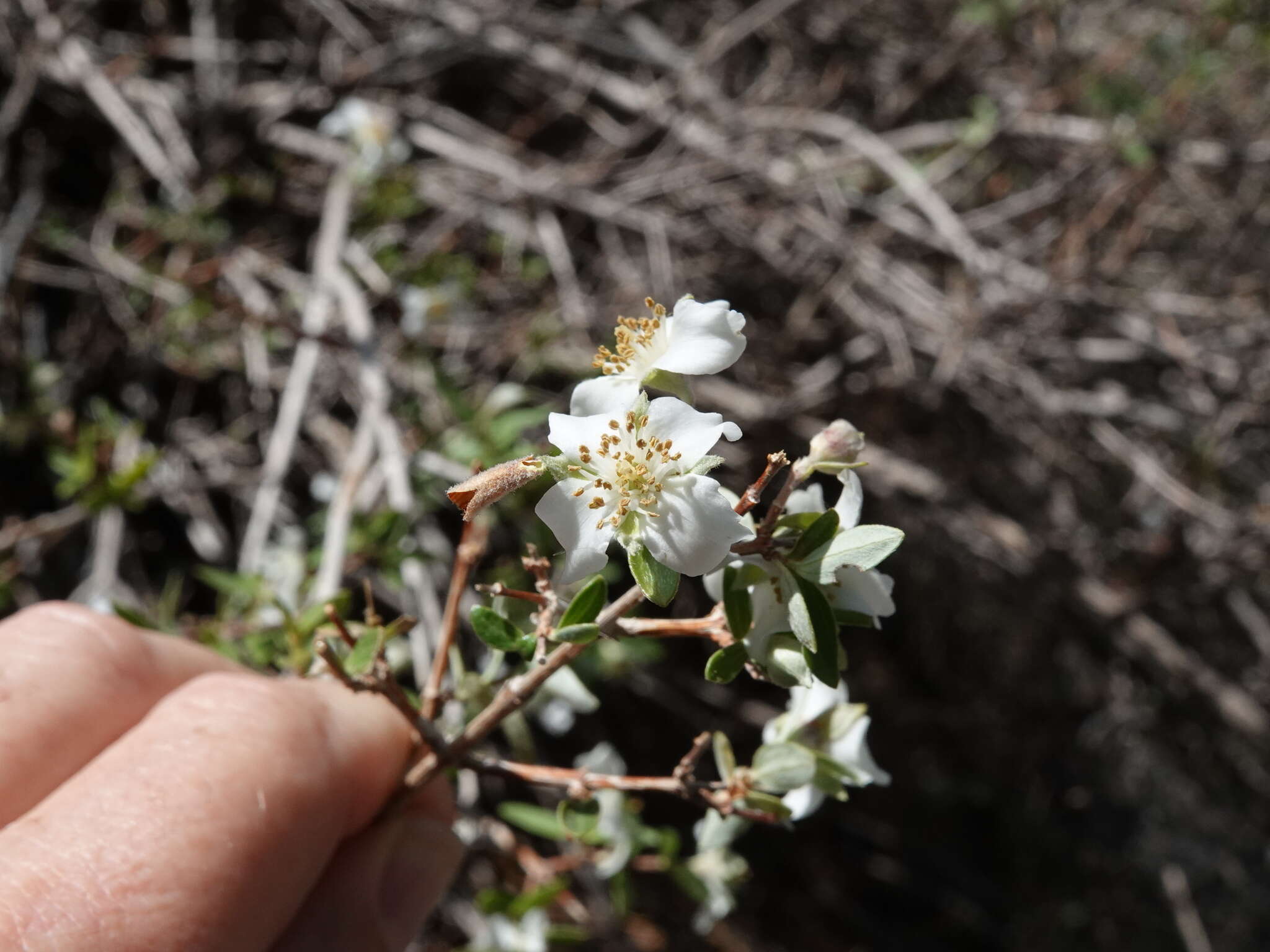 Imagem de Philadelphus microphyllus A. Gray