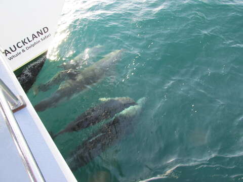 Image of Bottlenose Dolphin