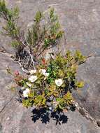 Image of Leptospermum turbinatum J. Thompson