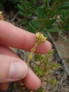 Image of Crassula subulata var. fastigiata (Schönl.) Tölken