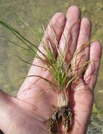 Image of Limestone Quillwort