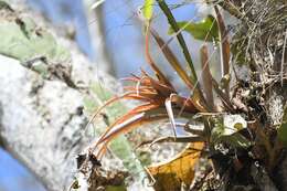 Imagem de Tillandsia capitata Griseb.