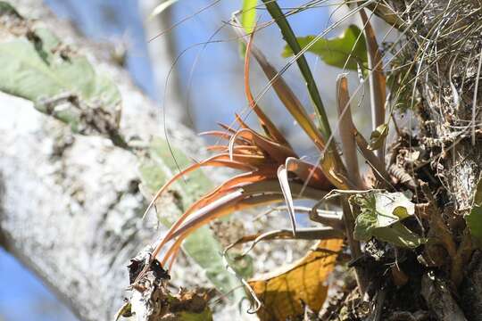 Imagem de Tillandsia capitata Griseb.