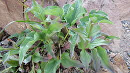 Mertensia pubescens (Roem. & Schult.) DC. resmi