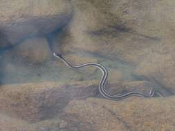 Sivun Thamnophis elegans elegans (Baird & Girard 1853) kuva