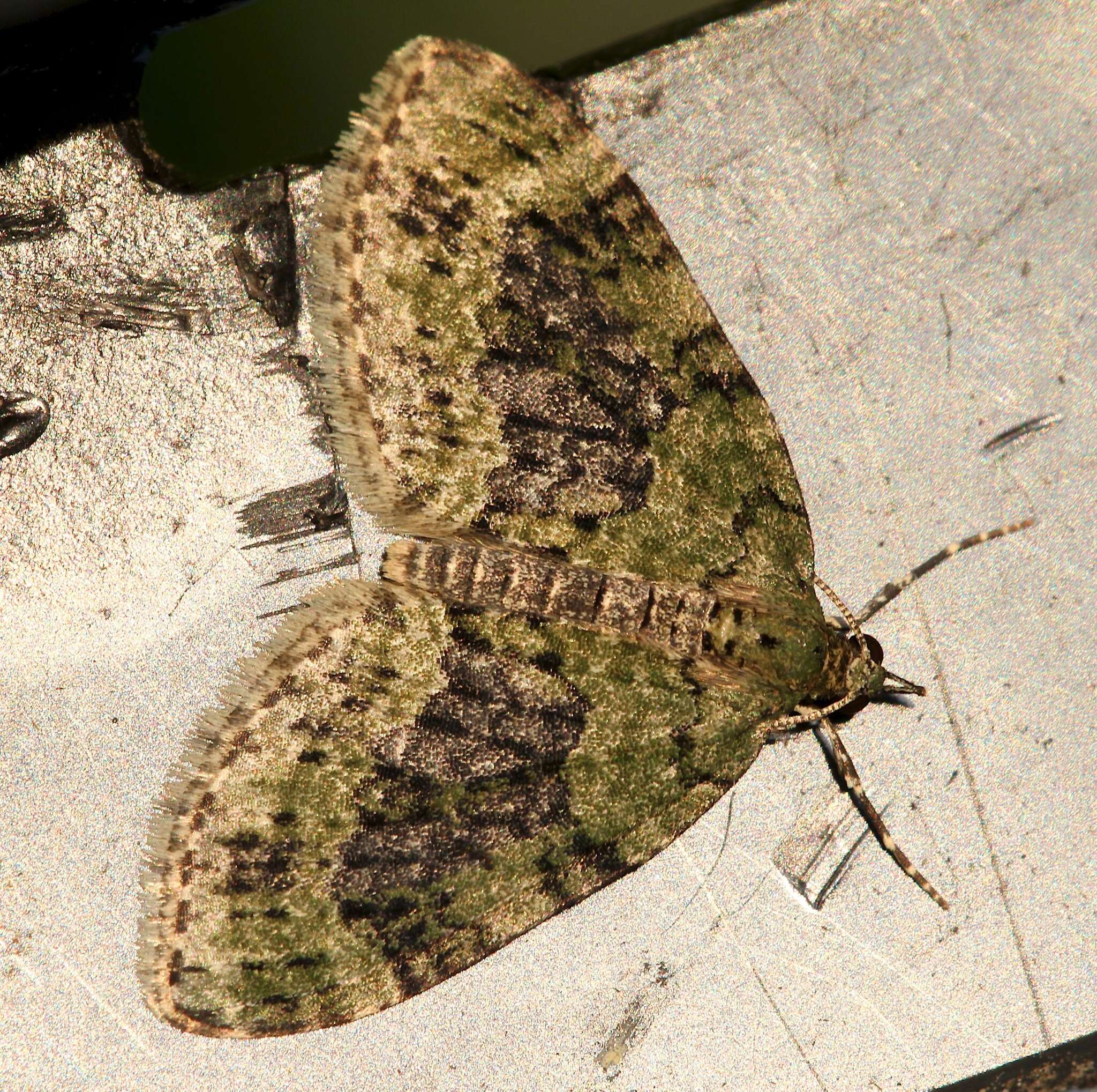 Image of yellow-barred brindle