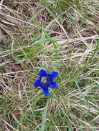 Image of Gentiana clusii subsp. clusii