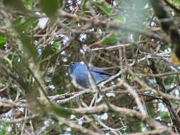 Image of Bluish Flower-piercer