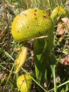 Image of California Pitcher Plant