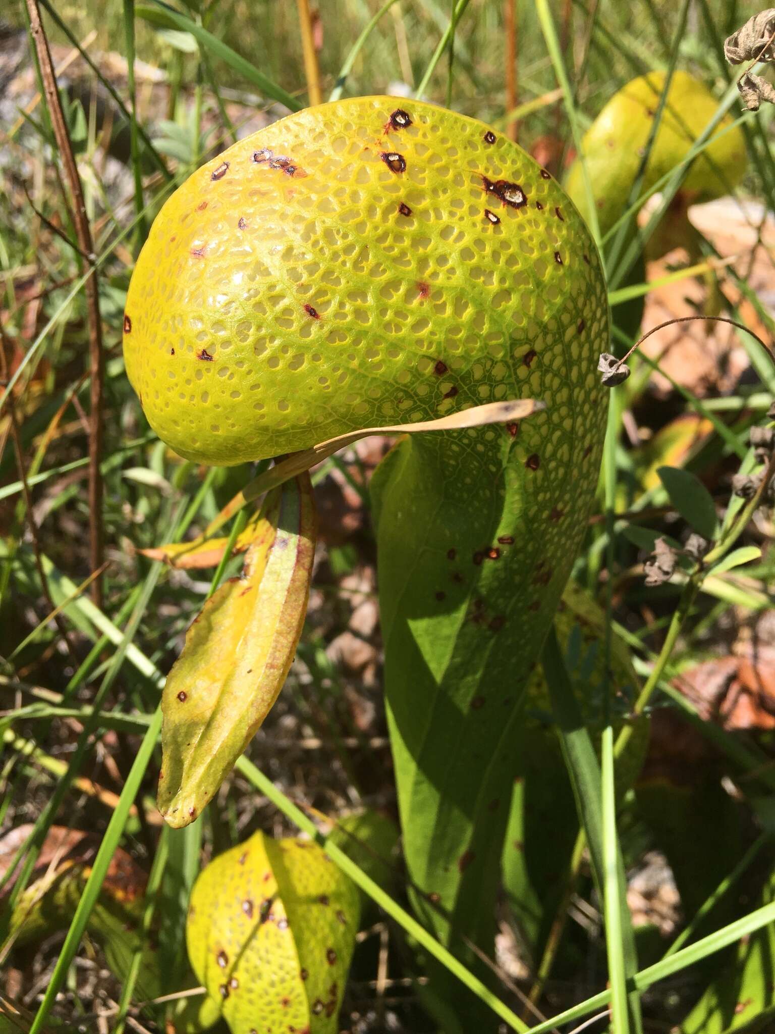 Image of California Pitcher Plant