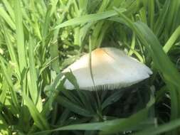 Image of Chlorophyllum hortense (Murrill) Vellinga 2002